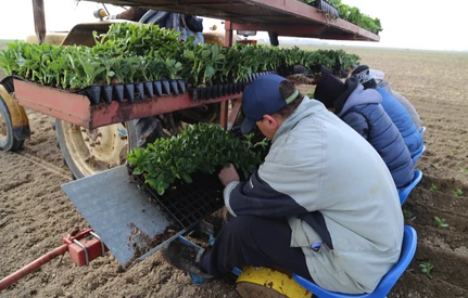 Sadzenie rozsady bobu w gospodarstwie Mateusza Szczepaniaka