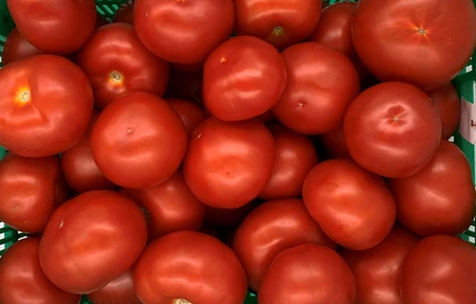 Czajka i Gracja: nowe odmiany pomidorów z Instytutu Ogrodnictwa