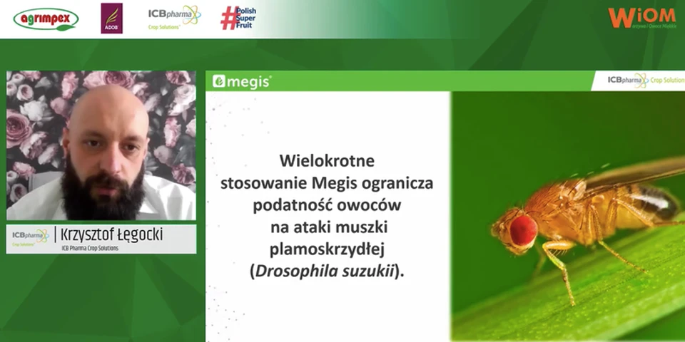 Webinarium "Doprowadzić truskawki do zbioru w dobrej kondycji": zrównoważona ochrona - zalecenia na ten sezon