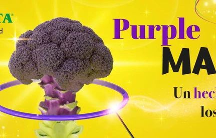 Fioletowe brokuły - Purple Magic, pierwsze na rynku