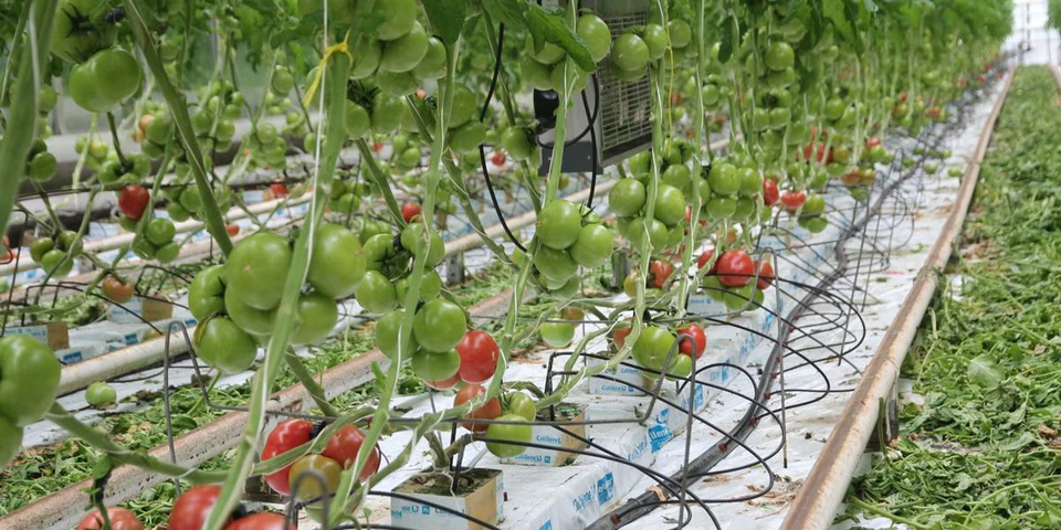 Pomidory w szklarni, na co zwrócić uwagę mówi ogrodnik z 20-letnim doświadczeniem