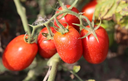 Gama pomidorowego surowca. 300 odmian