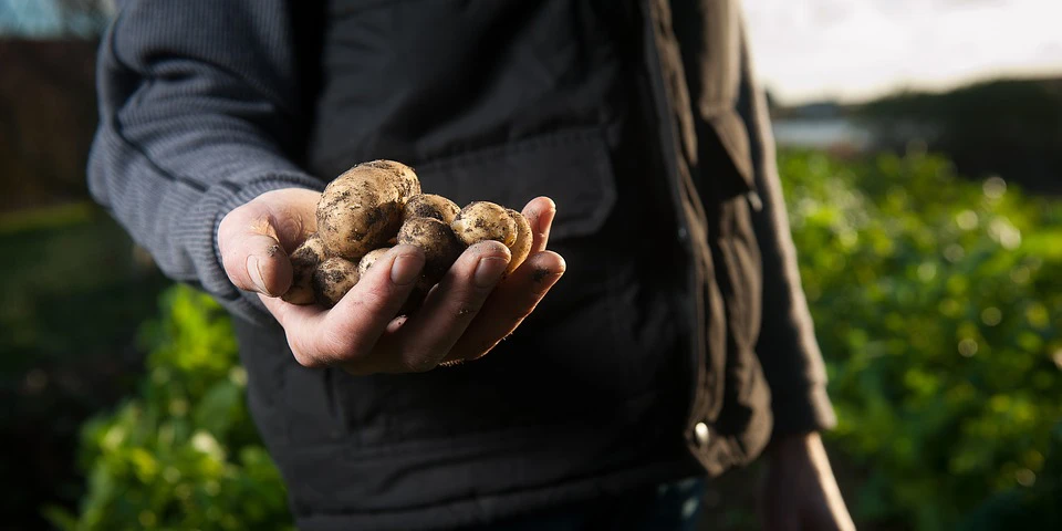 PORADNIK: Ekologiczna uprawa ziemniaków - co jest najważniejsze?