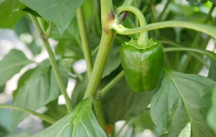 Szklarniowy Dzień Otwarty Pomidora i Papryki - zapraszamy!