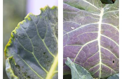 Jak żywić warzywa kapustne na jesienny zbiór?