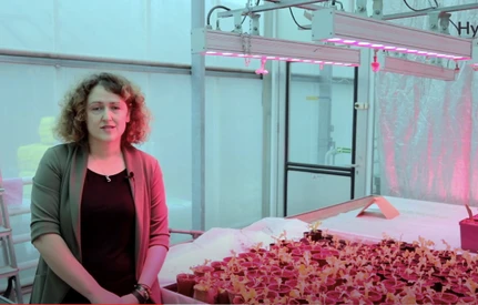 Polscy naukowcy stworzyli modułową uprawę hydroponiczną