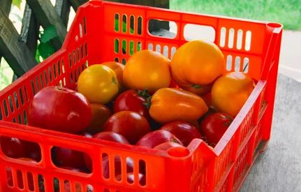 1,7 tys. ton świeżych owoców i warzyw – eksport do Rosji