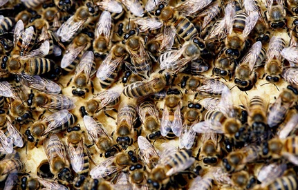 Dofinansowanie dla pszczelarzy, można się już ubiegać