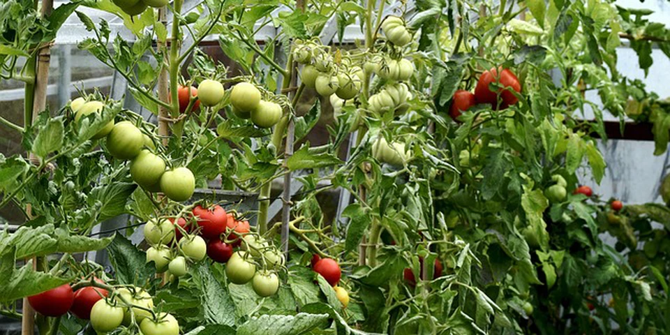 Duński Holding produkuje o 40% mniej pomidorów, winne ceny gazu