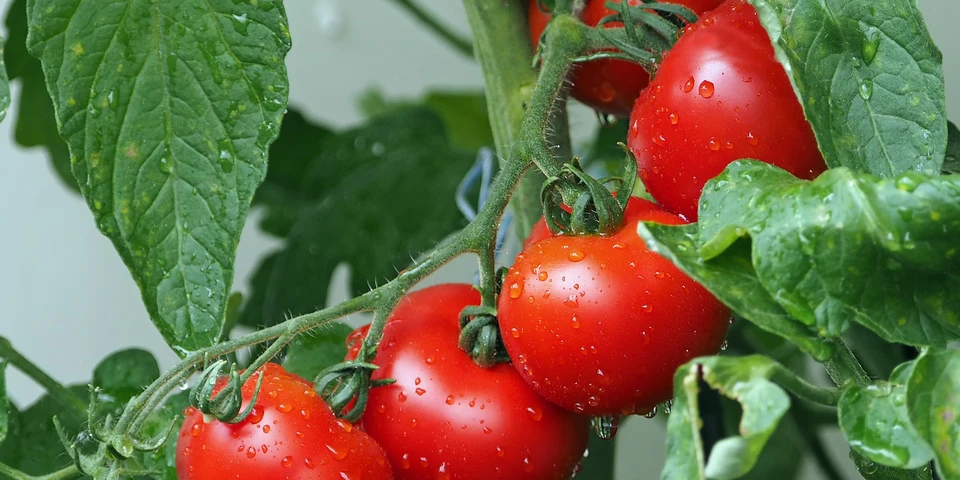 Czy pomidory staną się znakiem rewolucji żywnościowej? Na czym polega edycja genów w rolnictwie?