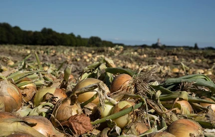 Włochy: jakość cebuli cieszy producentów, ale denerwują rosnące koszty