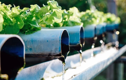 Woda z recyklingu w produkcji warzyw