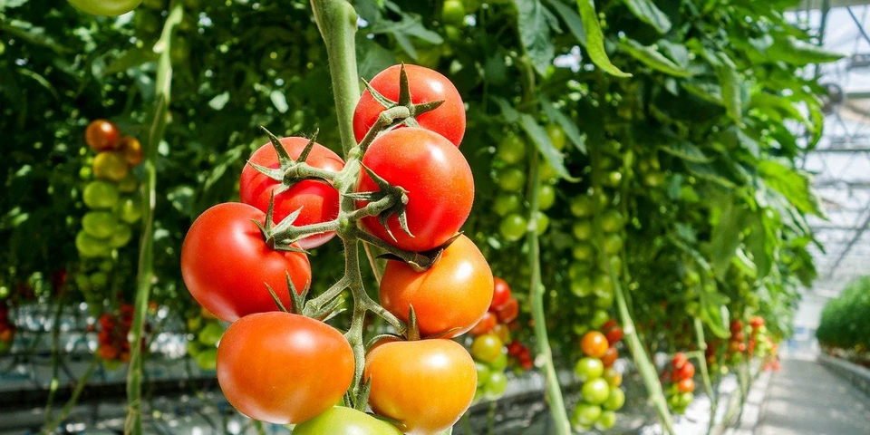 Rosną koszty szklarniowej produkcji pomidorów, a spada opłacalność
