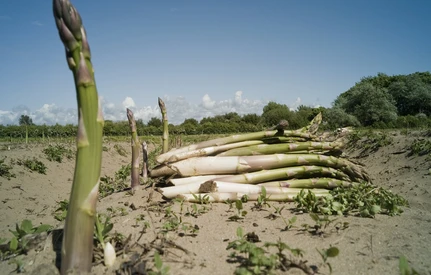 Rolnicy likwidują plantacje szparagów. Brakuje rąk do pracy