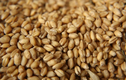 Jakie są aktualne ceny zbóż i rzepaku w kraju?