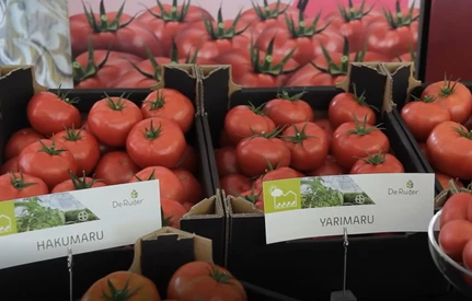 Nowe malinowe. Jakie odmiany pomidorów wprowadził De Ruiter?