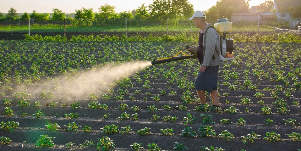 Holenderscy rolnicy będą mogli zużywać cztery razy więcej pestycydów niż nasi