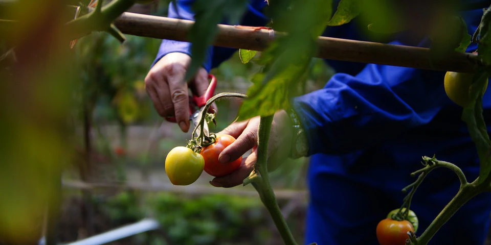 Pomidor: Jak kształtują się ceny najpopularniejszego warzywa listopada?