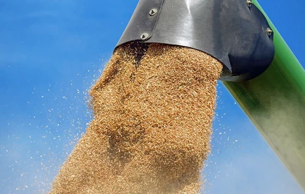 Ceny zbóż i rzepaku: duże podwyżki żyta i pszenżyta