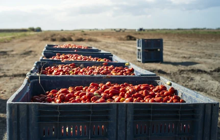 Pomidory o wartości 1 mld USD