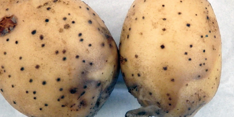 Jak kształtował się miniony sezon w produkcji ziemniaków?