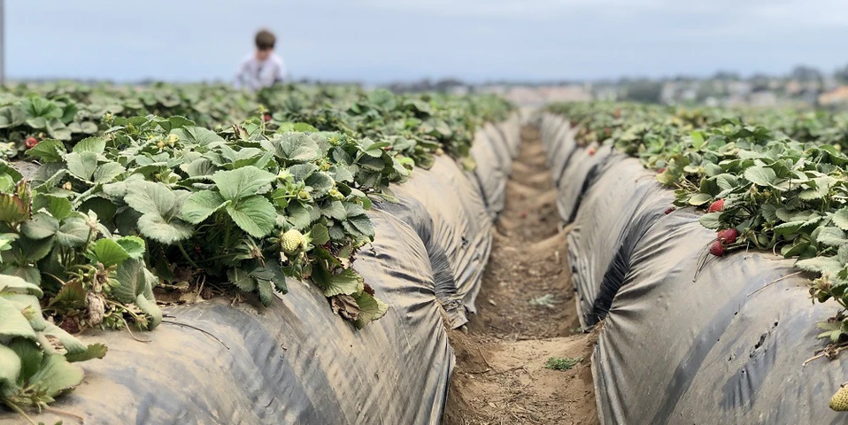 Francuzi wyrzucają ponad 70% swoich zbiorów truskawek, a w Polsce brakuje rąk do pracy. Podzielimy ich los?