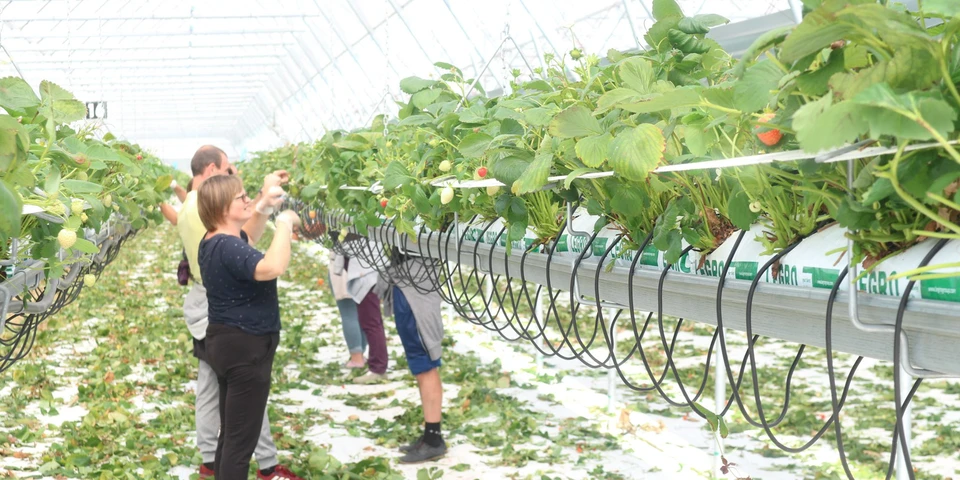 Innowacyjna uprawa truskawek pod osłonami
