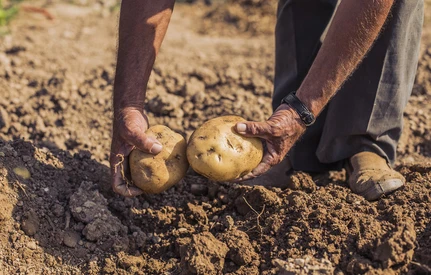 Zmiany dla producentów ziemniaków – nowe sposoby zwalczania agrofagów