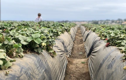 Francuzi wyrzucają ponad 70% swoich zbiorów truskawek, a w Polsce brakuje rąk do pracy. Podzielimy ich los?