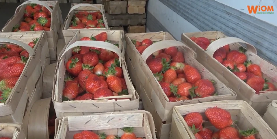 Ceny malin, truskawek i innych owoców miękkich na rynkach hurtowych w Polsce