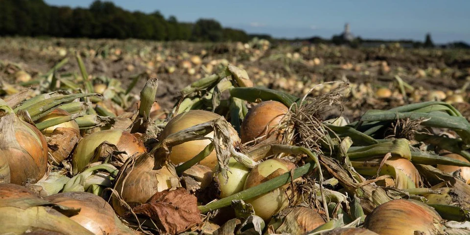Włochy: jakość cebuli cieszy producentów, ale denerwują rosnące koszty
