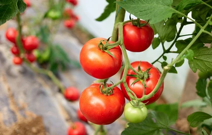 Sezon na polskie pomidory – ponadprzeciętny smak i jakość