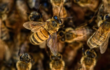 Uwielbiasz pszczoły i masz talent plastyczny Weź udział w konkursie plastycznym ARiMR