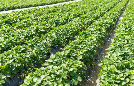 Ukraińscy producenci rozpoczęli masową sprzedaż truskawek uprawianych w gruncie