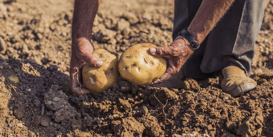 Zmiany dla producentów ziemniaków – nowe sposoby zwalczania agrofagów