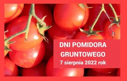 Wczesne odmiany, rozsada, nawożenie i nawadnianie – wszystko o pomidorach!