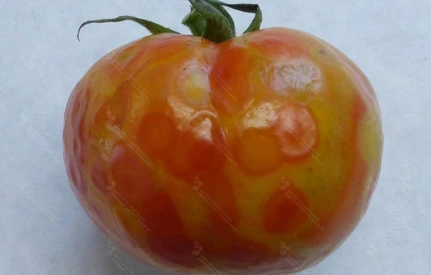 Aby zwalczyć choroby wirusowe pomidorów potrzebna jest profilaktyka