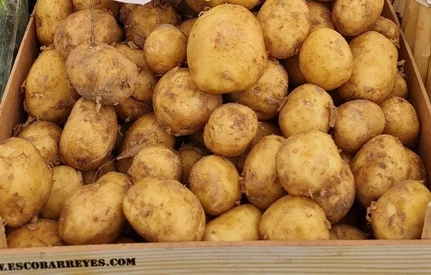 Ponad 400 ton ziemniaków z Polski trafiło do Uzbekistanu