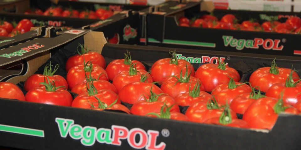 Bronisze: spadły ceny pomidorów malinowych. Mocno zdrożała papryka