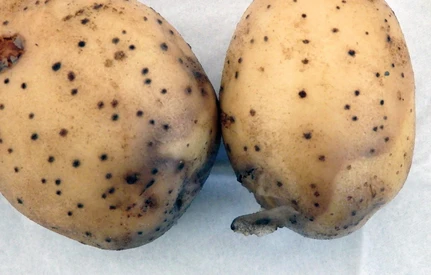 Jak kształtował się miniony sezon w produkcji ziemniaków?
