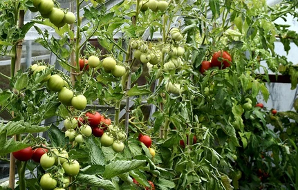 Duński Holding produkuje o 40% mniej pomidorów, winne ceny gazu