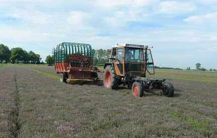 Uprawa tymianku: koszty założenia plantacji, uprawa i nawożenie