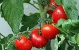 Czy pomidory staną się znakiem rewolucji żywnościowej? Na czym polega edycja genów w rolnictwie?