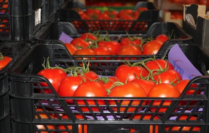 Ogromny eksport pomidorów do UE. Maroko podwójnie przekracza kontyngent taryfowy