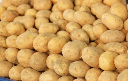 Młode ziemniaki – ceny hurtowe. Importowane czy krajowe?