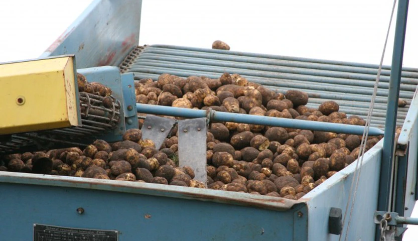 Belgijskie przetwórstwo ziemniaków