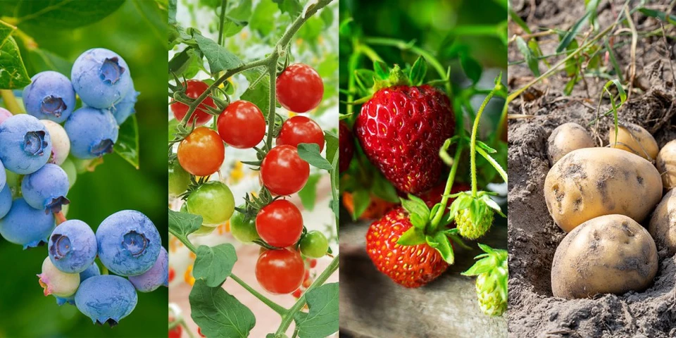 Integrowana ochrona roślin kluczem zrównoważonej produkcji warzyw i owoców