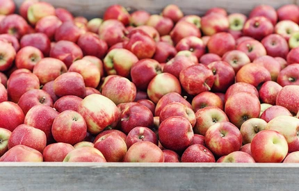 Ceny moreli, gruszek i jabłek. Na którym rynku hurtowym jest najtaniej?