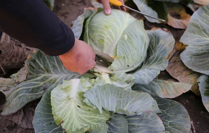 Pozostałości pestycydów w warzywach i owocach. EFSA opublikowała raport